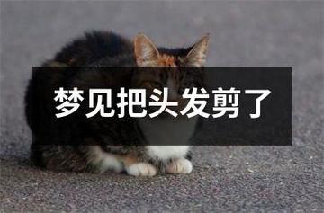 做梦梦到剪头发